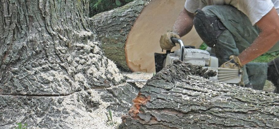 Abattage d'une arbre malade par un employé de Abattage Arbre Quebec.