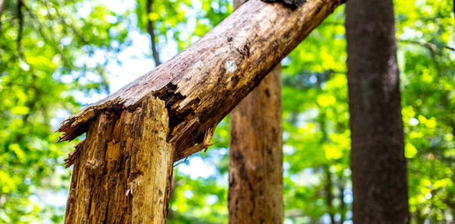 Árbol muerto en Quebec. La tala de árboles será realizada por Abattage Arbre Quebec.