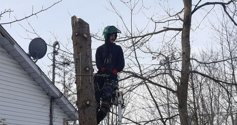 Poda de árboles en Quebec que recorta un árbol en Quebec.