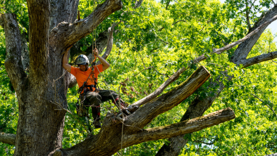 Émondeur de Abattage Arbre Quebec travaille en hauteur dans un arbre pour faire un élagage.