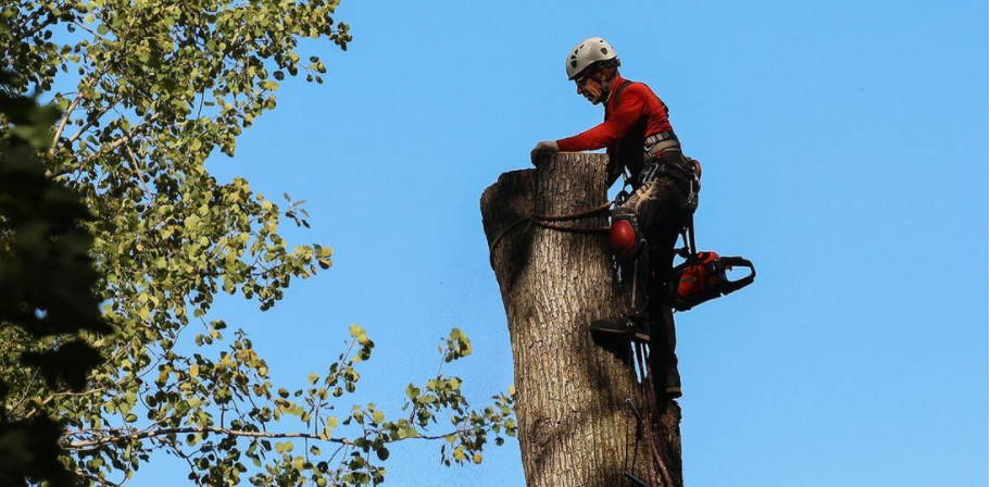 Arboriculteur de Abattage Arbre Quebec procède à l'abattage d'un arbre. Le résident de Quebec a tout d'abord obtenu un permis d'abattage à la Ville de Quebec.