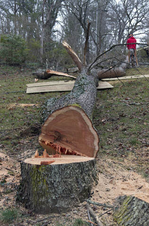 Abattage d'un frêne par Abattage Arbre Quebec à Quebec.